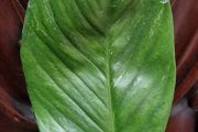 Monstera Lechleriana less variegated