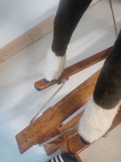 Rocking Horse