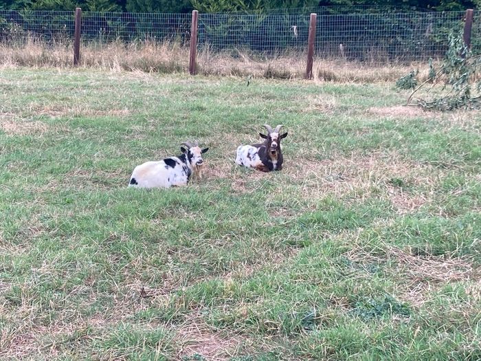 2 Pygmy Bucks