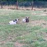 2 Pygmy Bucks Image 3