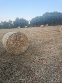 Hay for sale
