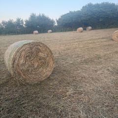 Hay for sale