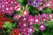 (P) Drummond Phlox seeds Twinkling Beauty 0.3g (414284)