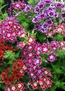 (P) Drummond Phlox seeds Twinkling Beauty 0.3g (414284)