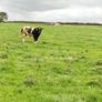 Show heifers Image 5