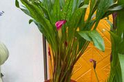 Indoor Plant