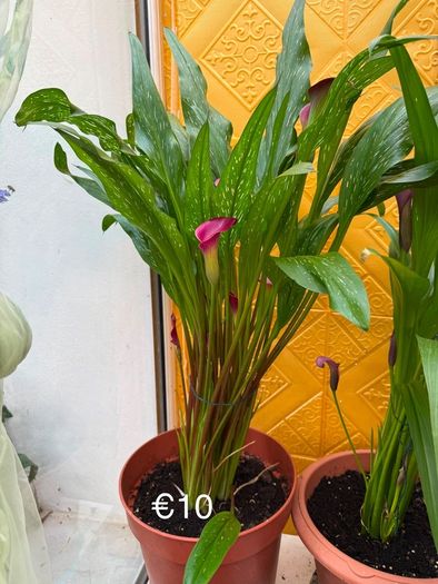 Indoor Plant