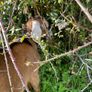 Nubian goat Buckling Image 4