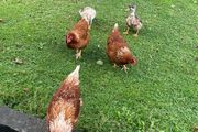 x4 laying hens