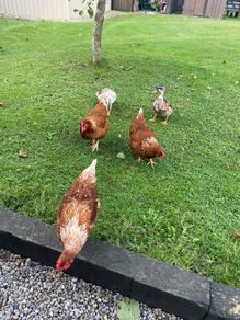 x4 laying hens