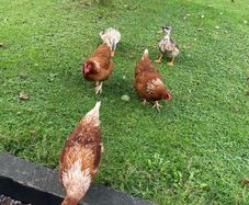 x4 laying hens