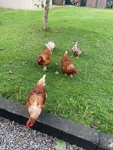 x4 laying hens