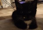 kittens