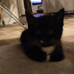 kittens