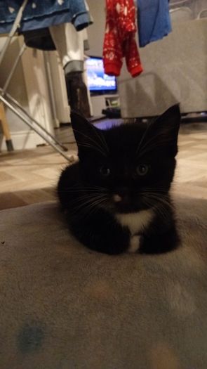 kittens
