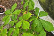 Tree, Horse Chesnut and Rhus tree