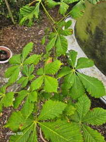 Tree, Horse Chesnut and Rhus tree