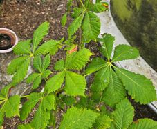Tree, Horse Chesnut and Rhus tree