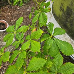 Tree, Horse Chesnut and Rhus tree