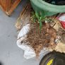 Plants FREE , Peruvian lilies .etc Image 6