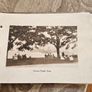 Rare Picturesque Fiji X 16 Sepia Photos Of Suva-fiji. In Good Condition.  See Photos For Same. Image 9