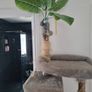 cat tree Image 5