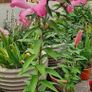 Pink Oriental Tree Lily Bulbs Image 2