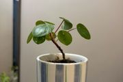 Money Plant Pilea