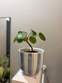 Money Plant Pilea
