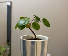 Money Plant Pilea