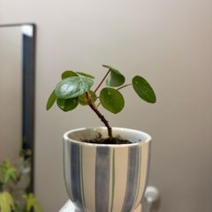 Money Plant Pilea
