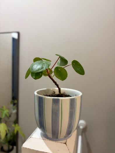 Money Plant Pilea