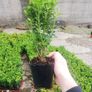 Box Hedging Image 4