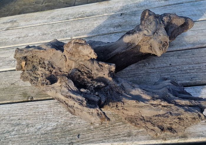 bog oak