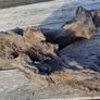 bog oak Image 9