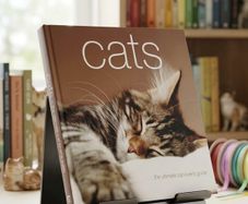 Cats: The Ultimate Cat Lover's Guide