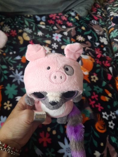 yoohoo racoon in pig costume