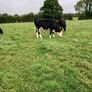 Livestock Image 8