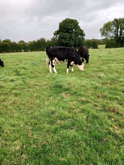 Livestock