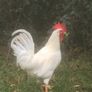 Leghorn Roosters Image 7