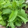 Mint cuttings Image 2