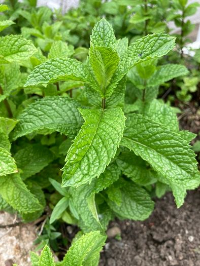 Mint cuttings