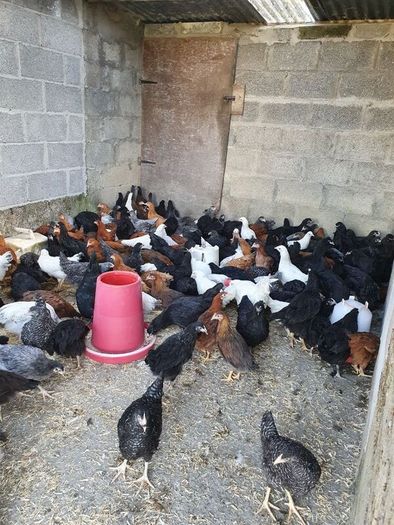 Hens, point of lay pullets