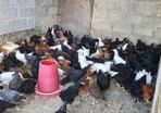 Hens/pullets