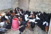 Hens/pullets