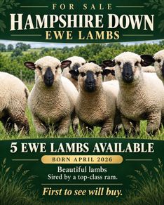 Hampshire Down Lambs