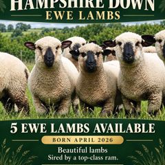 Hampshire Down Lambs