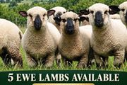 Hampshire Down Lambs