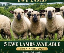 Hampshire Down Lambs