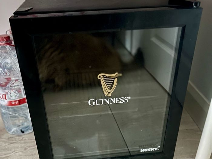 Guinness Fridge Husky